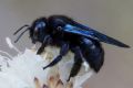 Xylocopa violacea